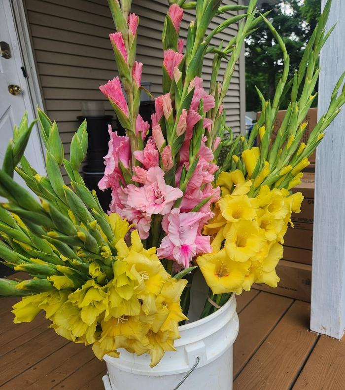 Broad Brook Gardens Image