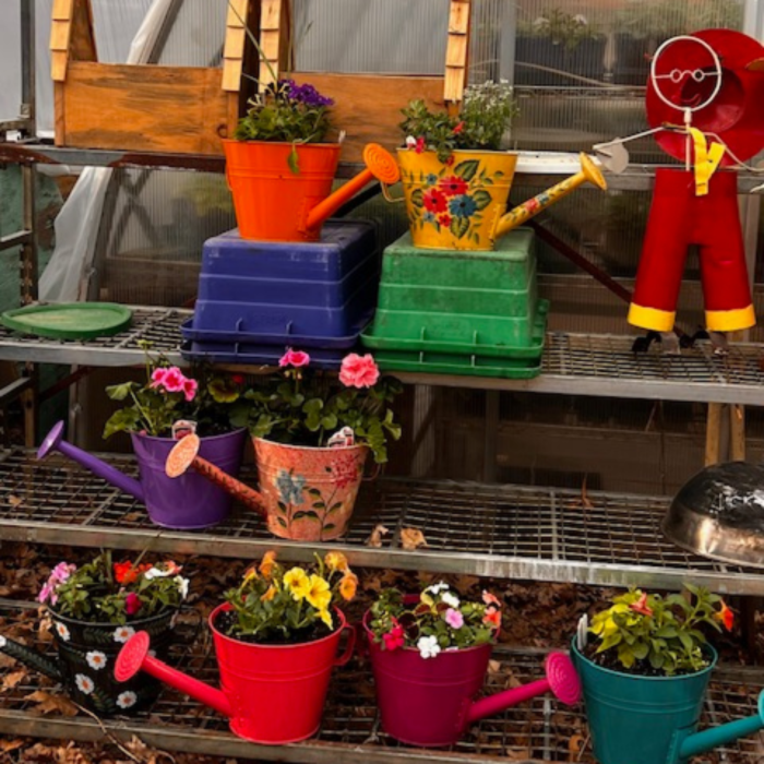 Toboggan Run Dental Image