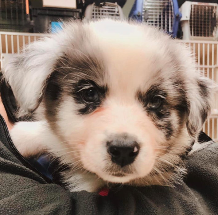 Milestone Veterinary Associates - Greer, SC