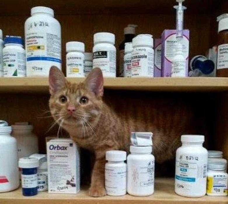 Milestone Veterinary Associates - Greer, SC