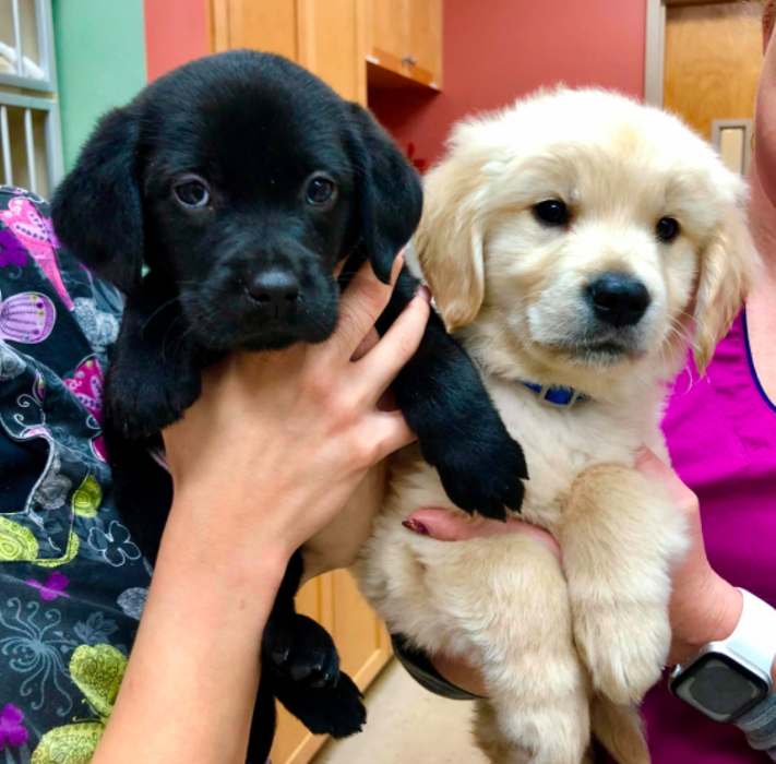 Milestone Veterinary Associates - Greer, SC