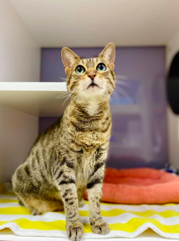 Milestone Veterinary Associates - Greer, SC