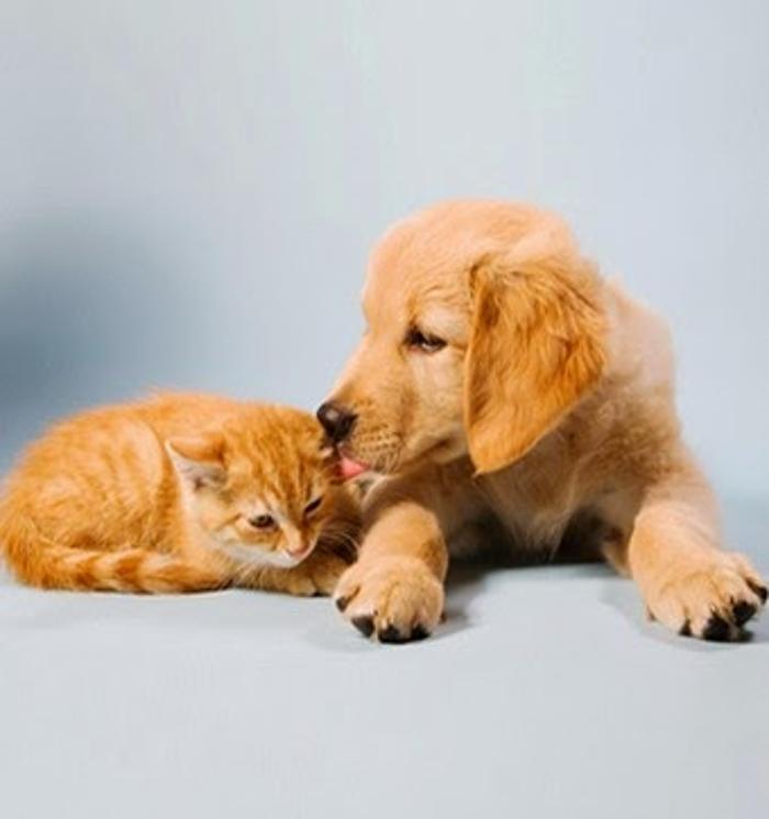 Milestone Veterinary Associates - Greer, SC