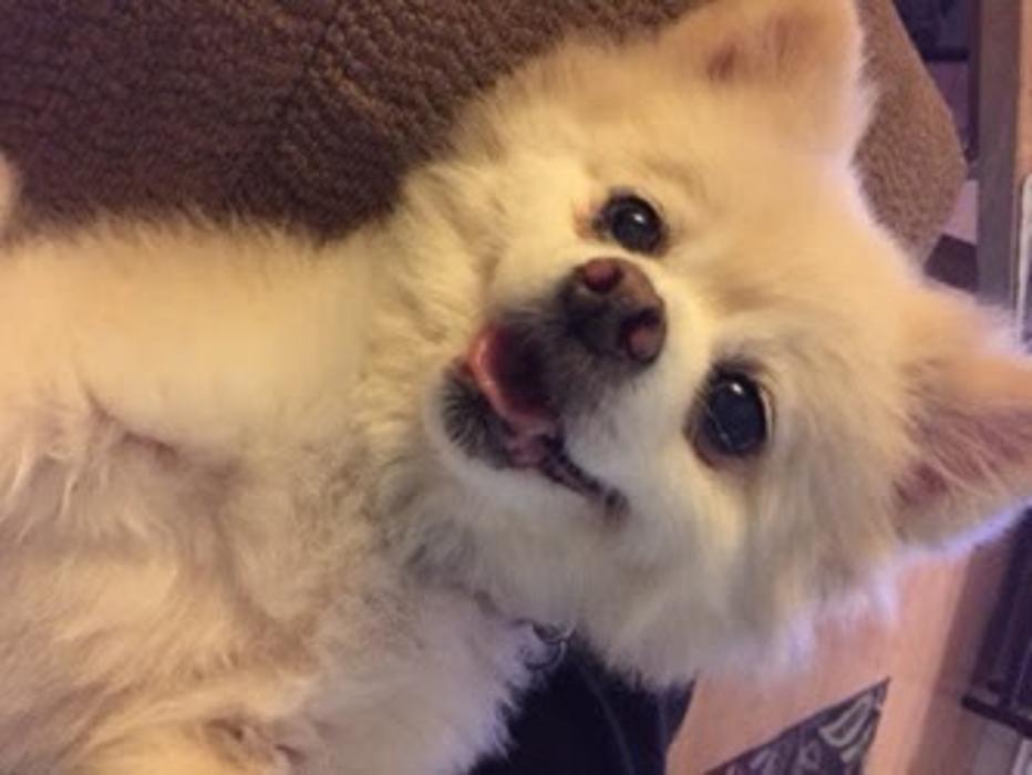 Milestone Veterinary Associates - Greer, SC