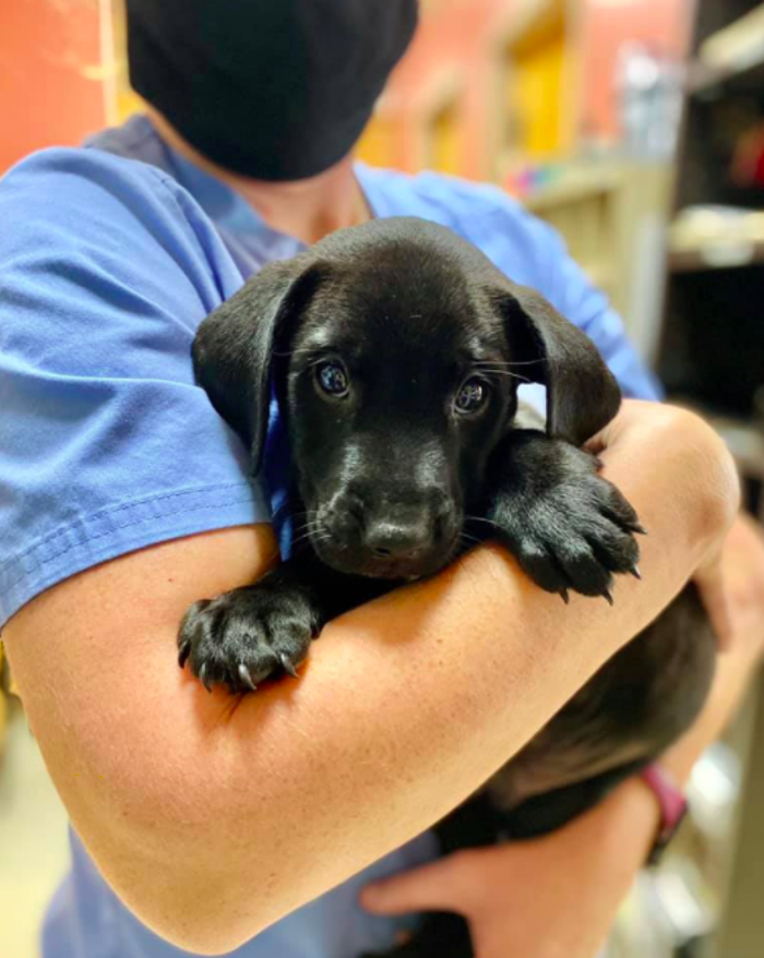 Milestone Veterinary Associates - Greer, SC