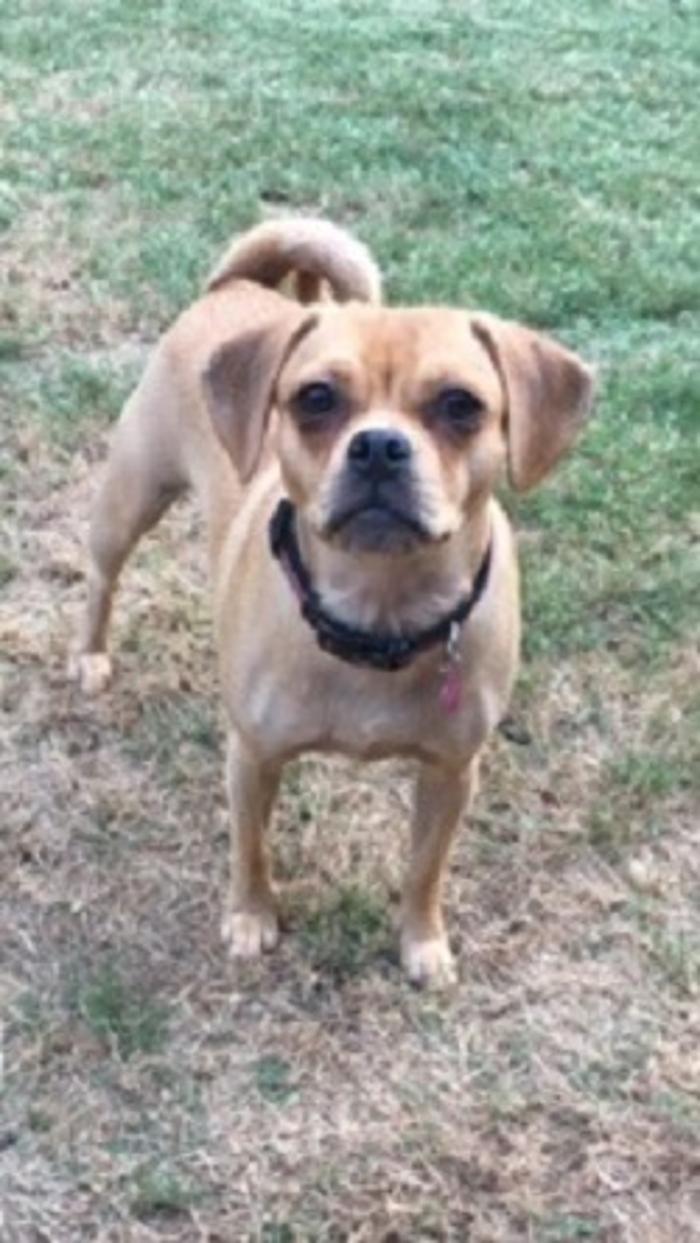 Milestone Veterinary Associates - Greer, SC