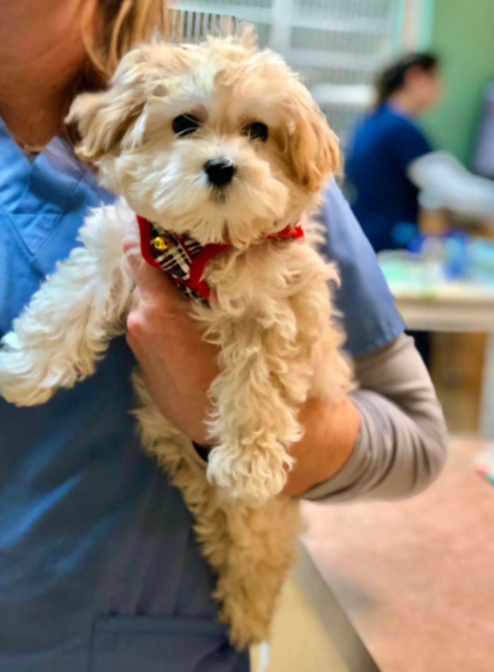 Milestone Veterinary Associates - Greer, SC