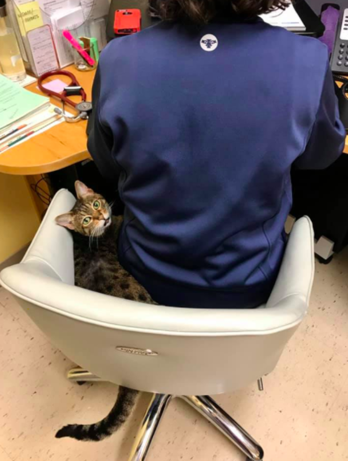 Milestone Veterinary Associates - Greer, SC