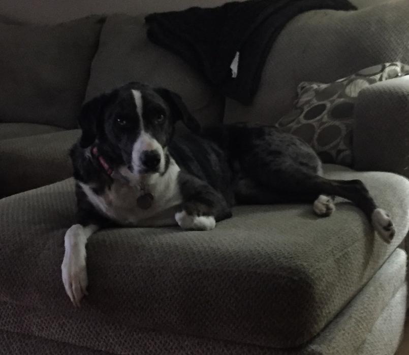 Milestone Veterinary Associates - Greer, SC