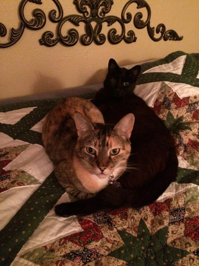 Milestone Veterinary Associates - Greer, SC