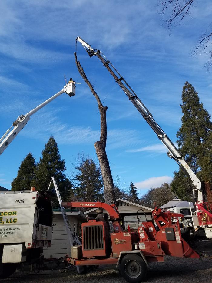 Southern Oregon Tree Care LLC Image