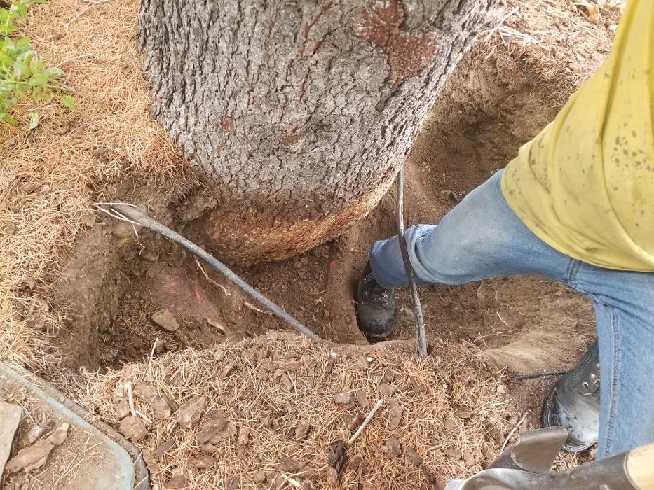 Southern Oregon Tree Care LLC Image