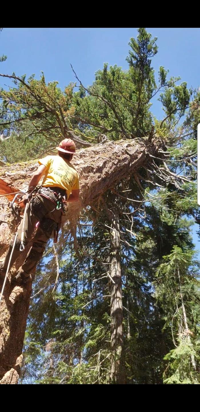 Southern Oregon Tree Care LLC Image