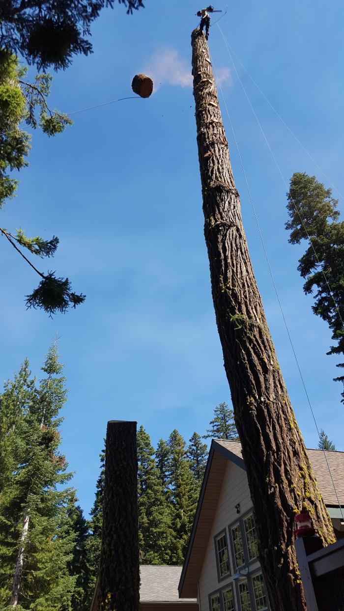 Southern Oregon Tree Care LLC Image