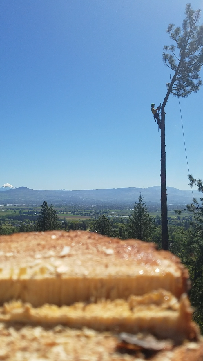 Southern Oregon Tree Care LLC Image