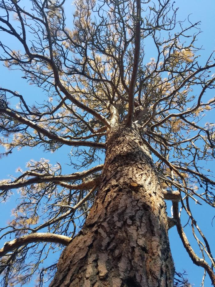 Southern Oregon Tree Care LLC Image