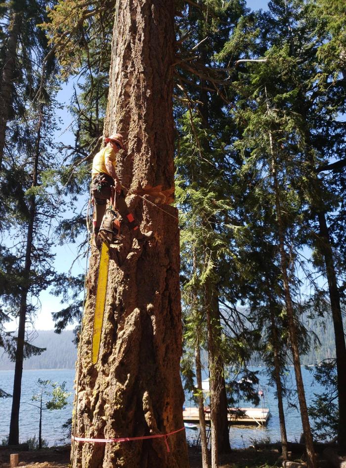 Southern Oregon Tree Care LLC Image