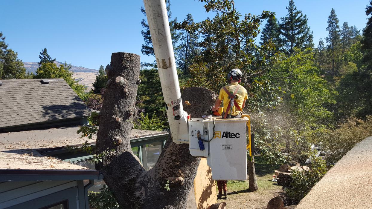 Southern Oregon Tree Care LLC Image