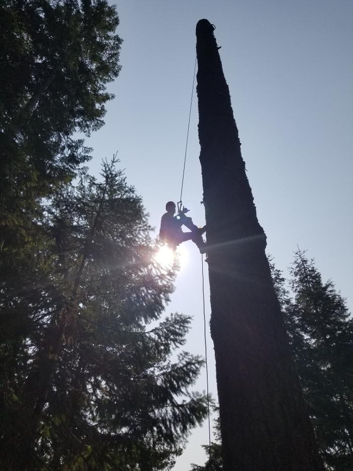 Southern Oregon Tree Care LLC Image