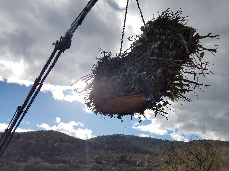 Southern Oregon Tree Care LLC Image