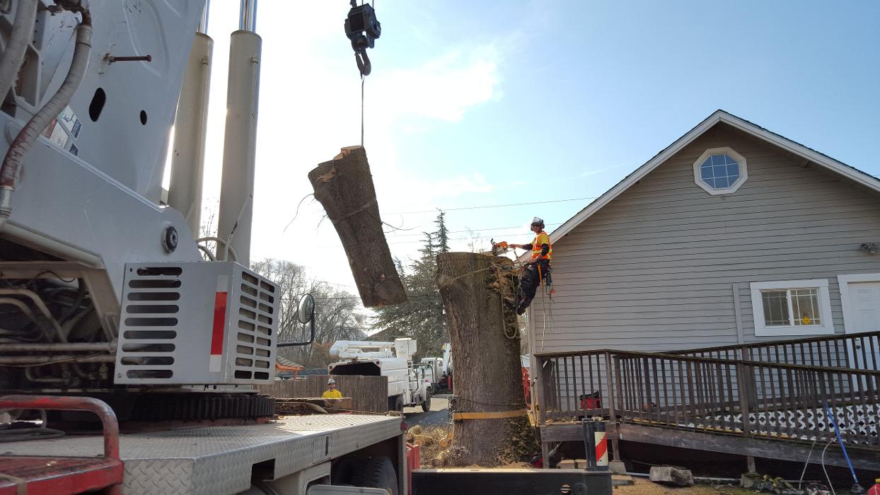 Southern Oregon Tree Care LLC Image