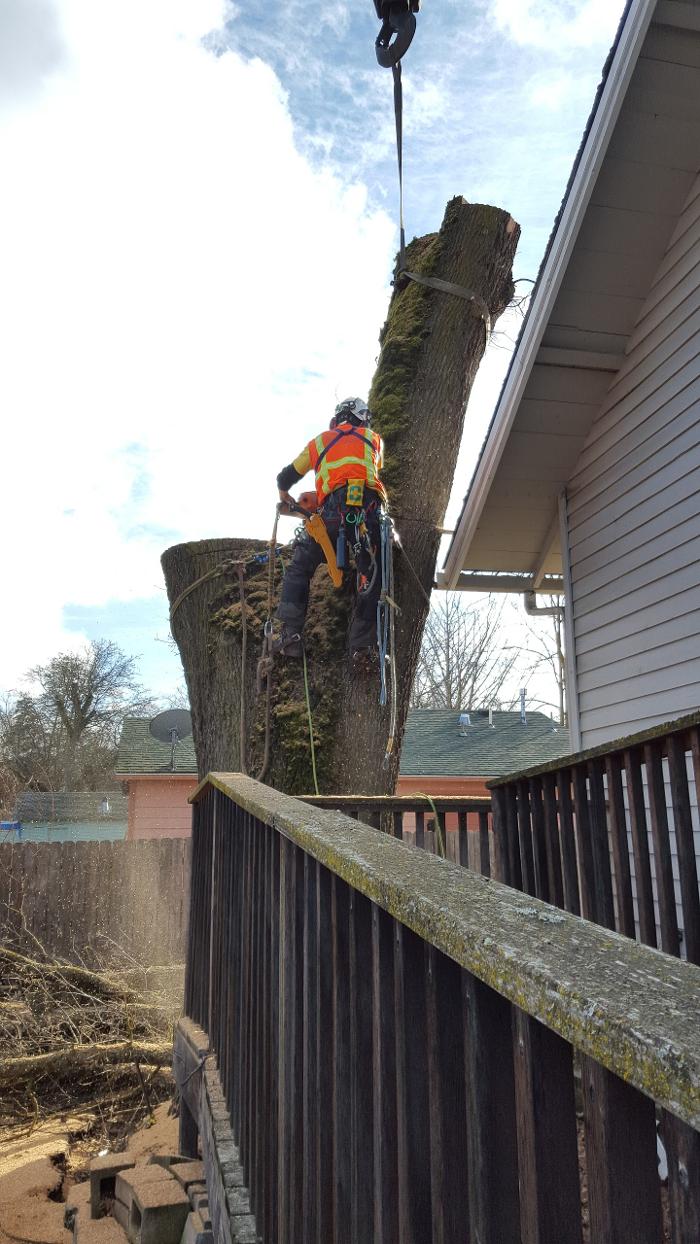 Southern Oregon Tree Care LLC Image