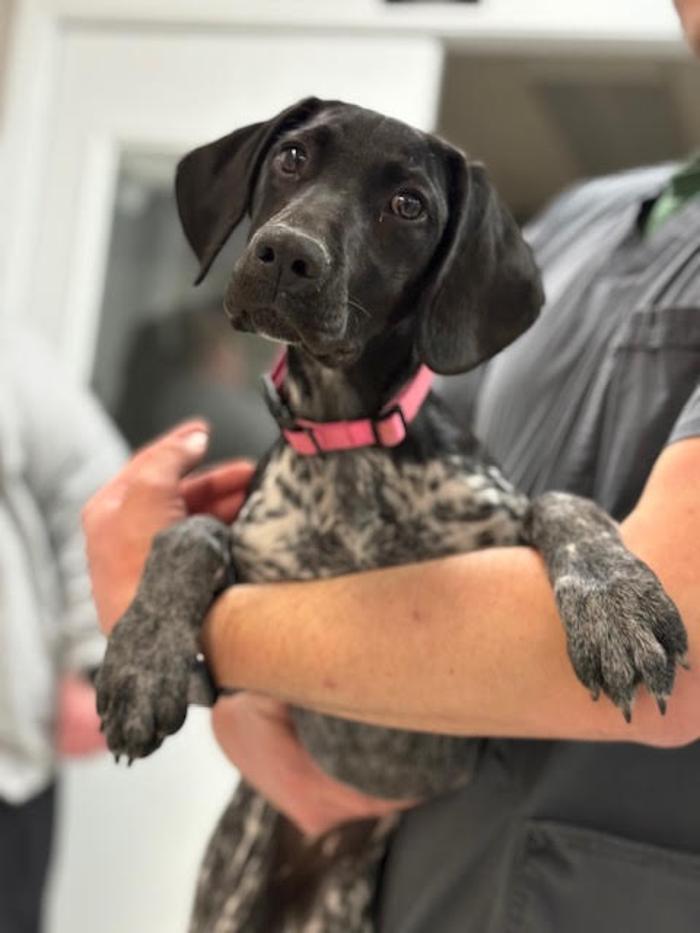 Animal Care Center of Somerset - Somerset, KY