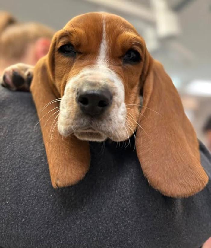 Animal Care Center of Somerset - Somerset, KY
