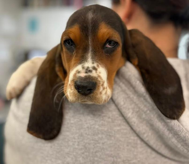 Animal Care Center of Somerset - Somerset, KY