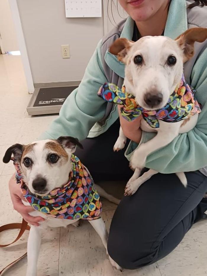 Animal Care Center of Somerset - Somerset, KY