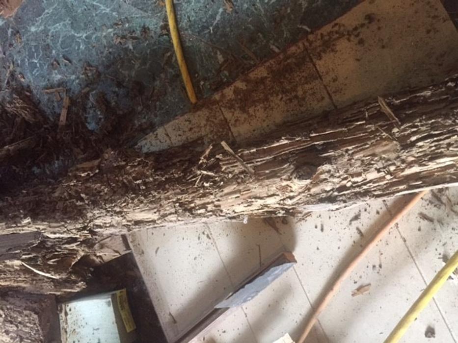 Alpha Pest Control - Tyler, TX