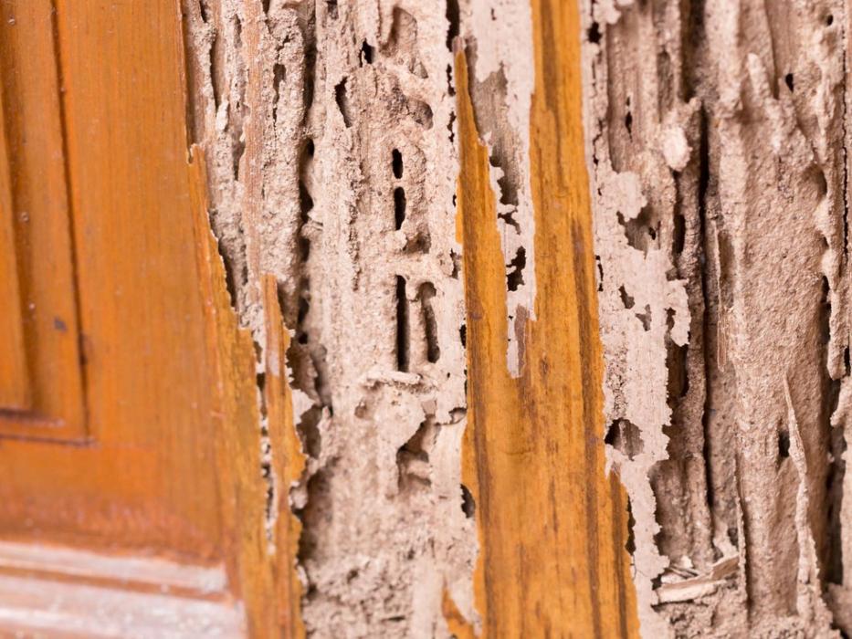 Alpha Pest Control - Tyler, TX