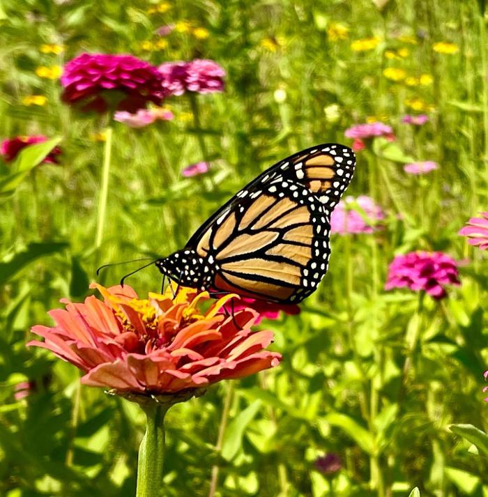 Lorna Littrell Photography - Fort Myers Beach, FL