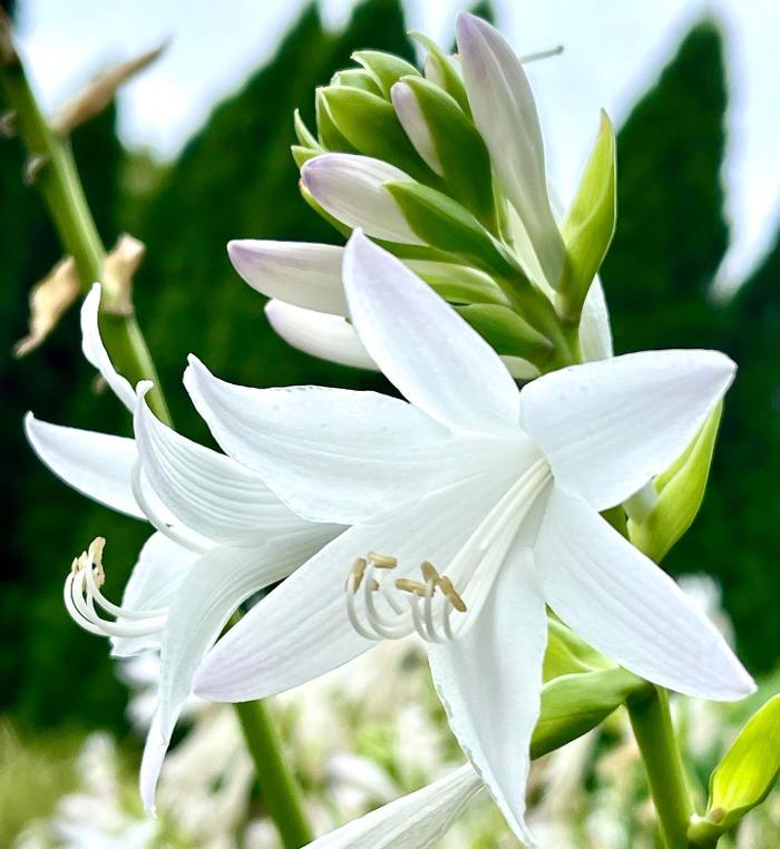 Lorna Littrell Photography - Fort Myers Beach, FL