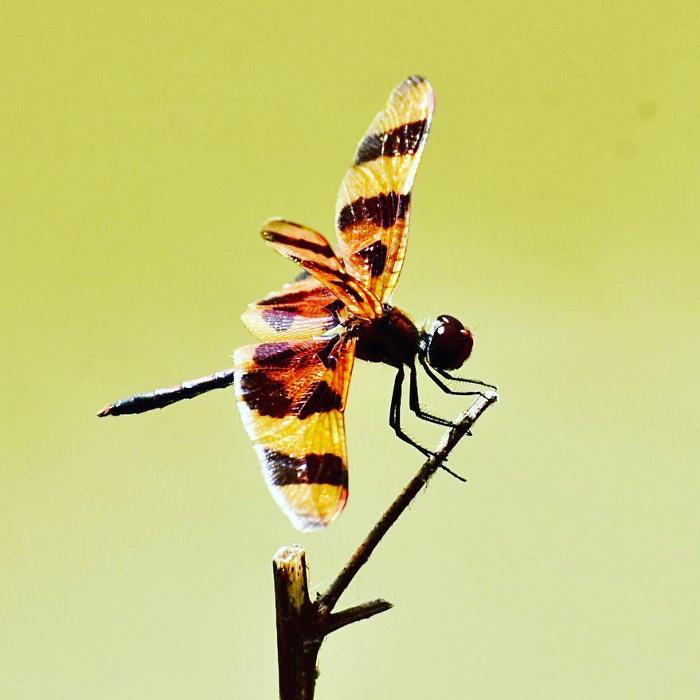 Lorna Littrell Photography - Fort Myers Beach, FL