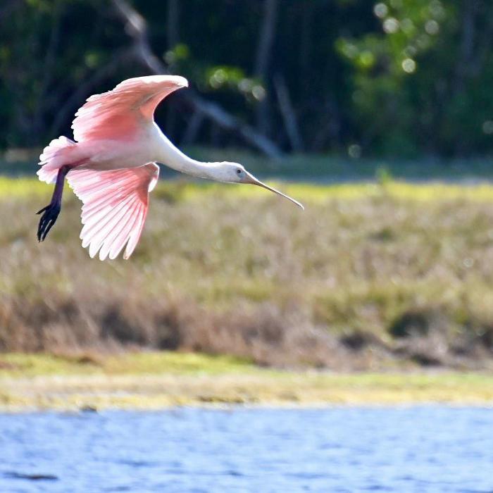 Lorna Littrell Photography - Fort Myers Beach, FL