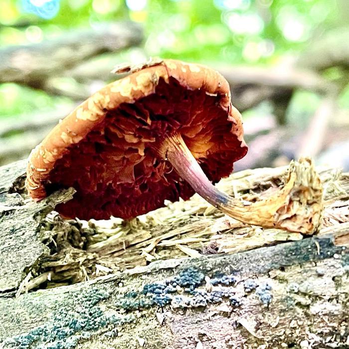 Lorna Littrell Photography - Fort Myers Beach, FL