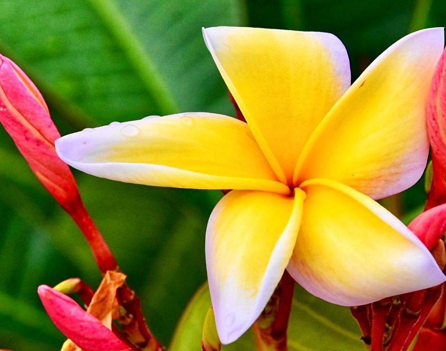 Lorna Littrell Photography - Fort Myers Beach, FL