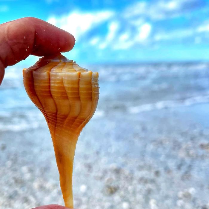 Lorna Littrell Photography - Fort Myers Beach, FL