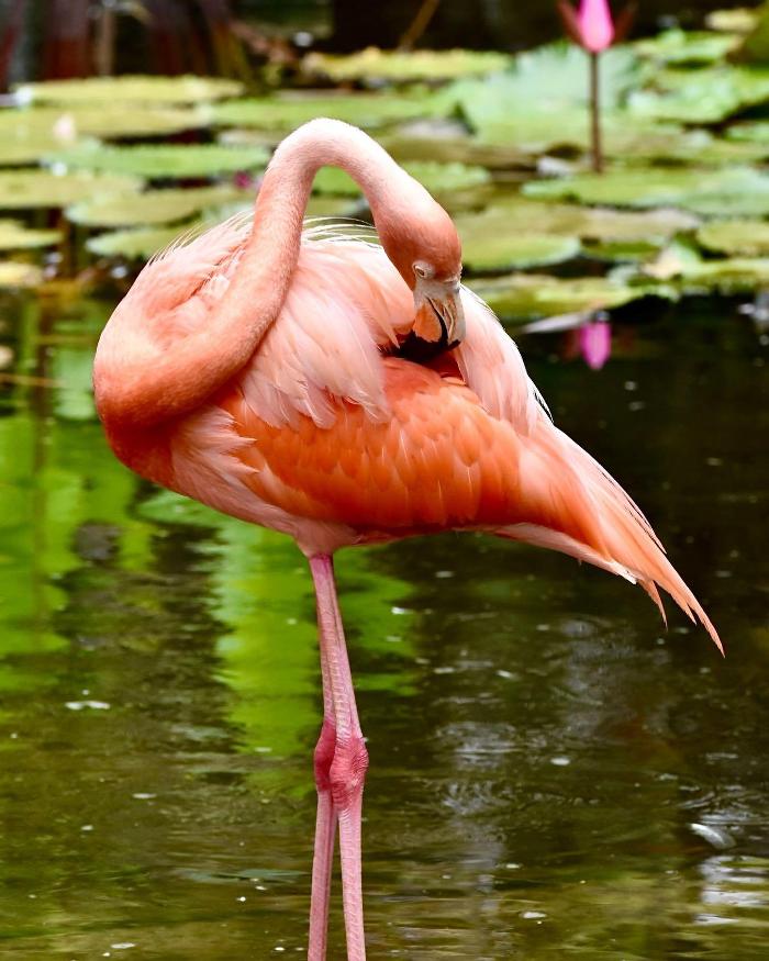Lorna Littrell Photography - Fort Myers Beach, FL