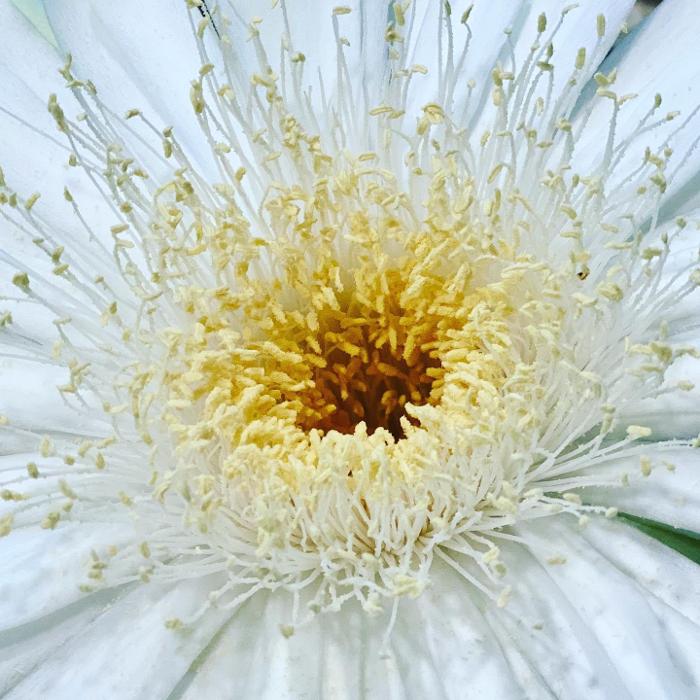 Lorna Littrell Photography - Fort Myers Beach, FL