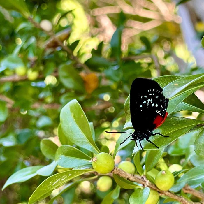 Lorna Littrell Photography - Fort Myers Beach, FL