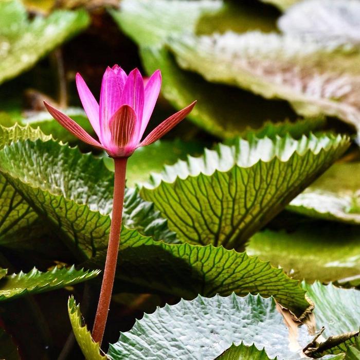 Lorna Littrell Photography - Fort Myers Beach, FL