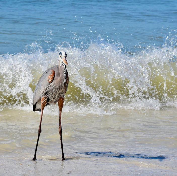 Lorna Littrell Photography - Fort Myers Beach, FL