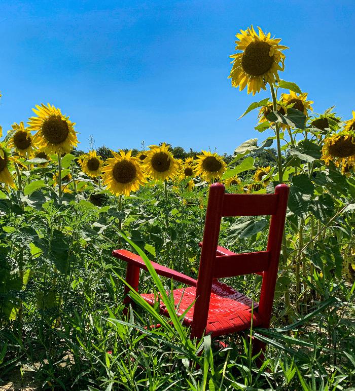 Lorna Littrell Photography - Fort Myers Beach, FL