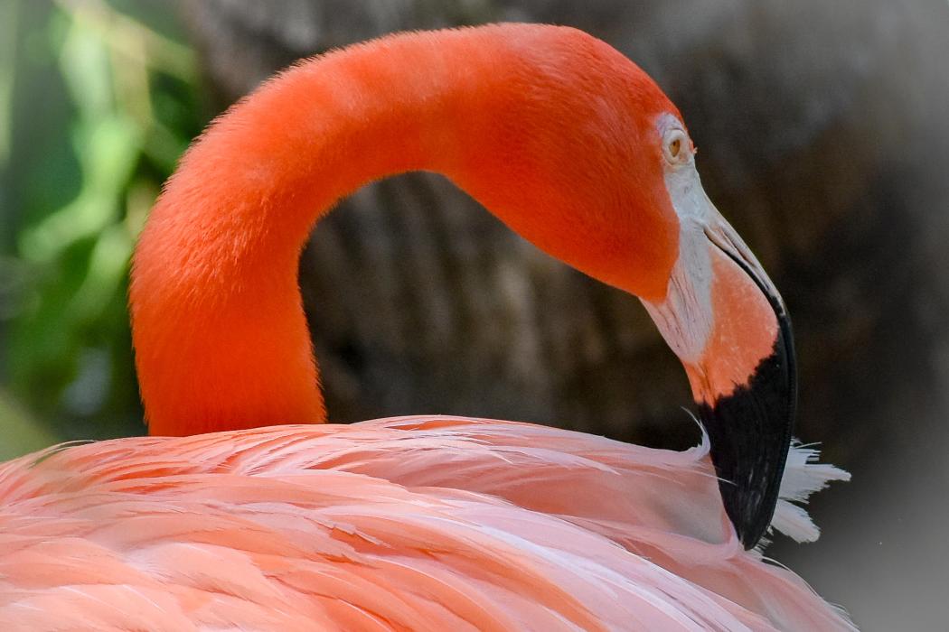 Lorna Littrell Photography - Fort Myers Beach, FL