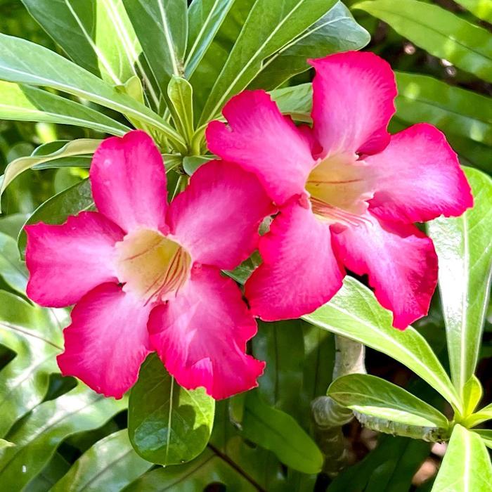 Lorna Littrell Photography - Fort Myers Beach, FL