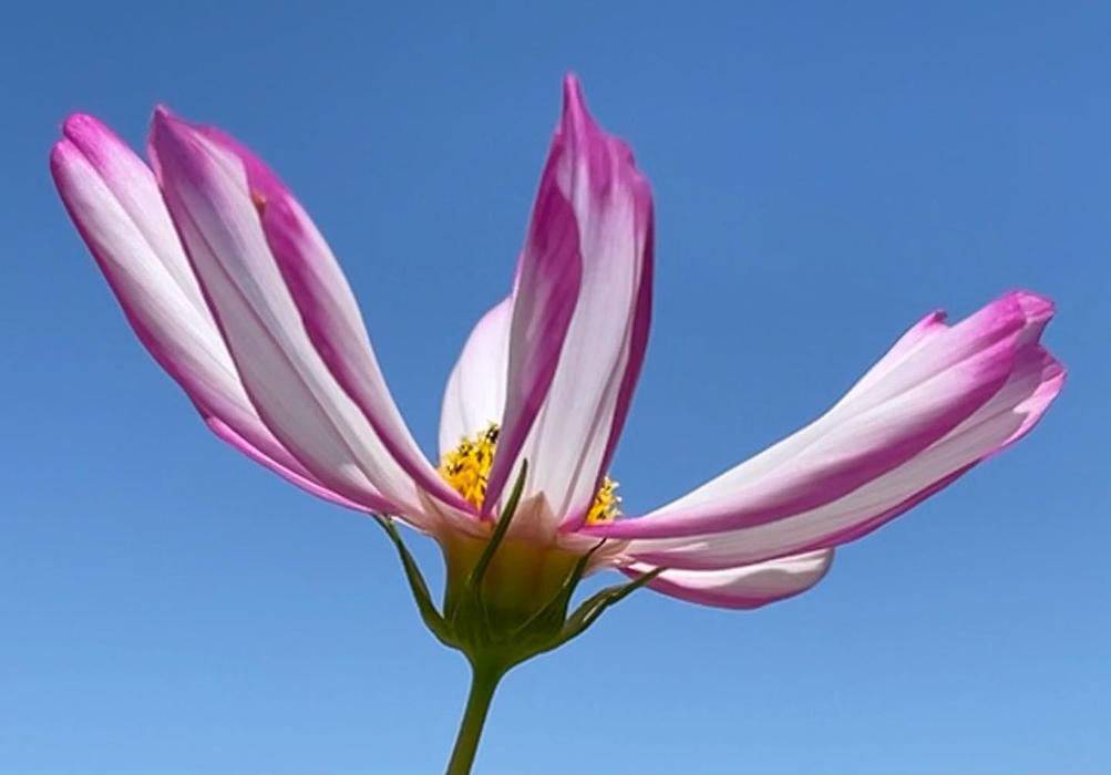 Lorna Littrell Photography - Fort Myers Beach, FL