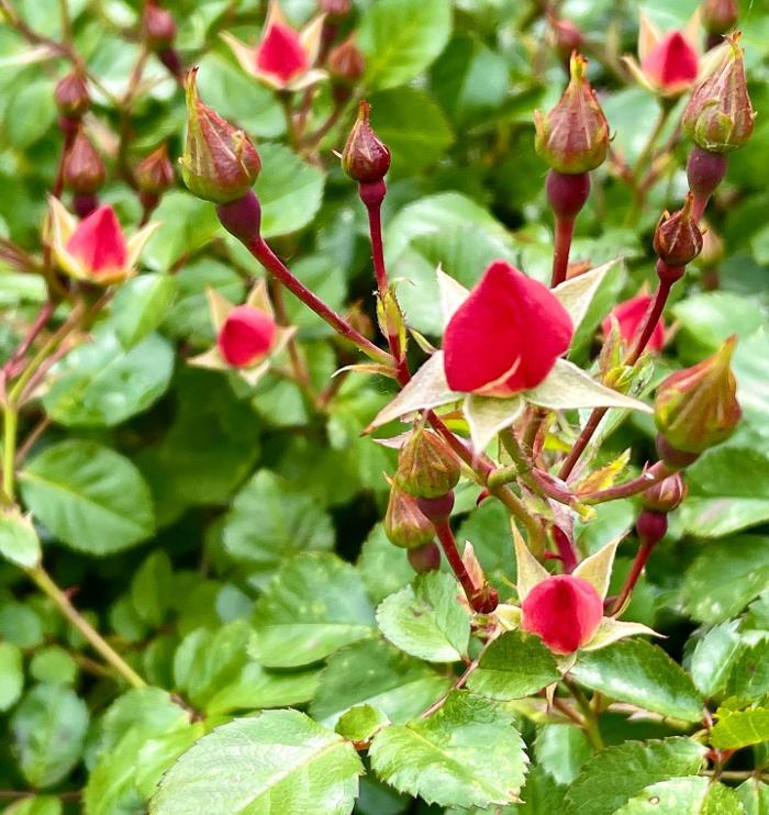 Lorna Littrell Photography - Fort Myers Beach, FL