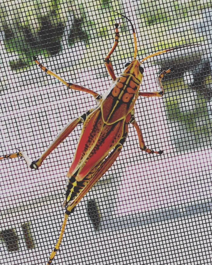 Lorna Littrell Photography - Fort Myers Beach, FL